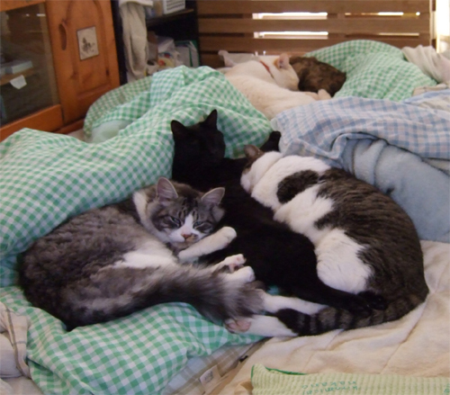 気持ち良く布団の上で寝る猫５匹！
