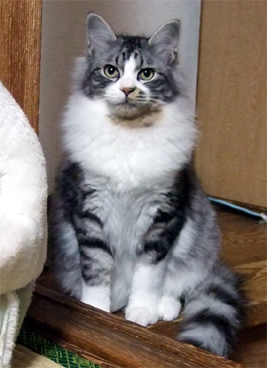 シャーくんがこっり向いてるところ シャーくんがこっり向いてるところ