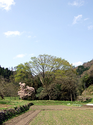 かきのき村亀田地区