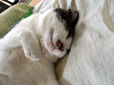 お昼寝でっかちゃん お昼寝でっかちゃん
