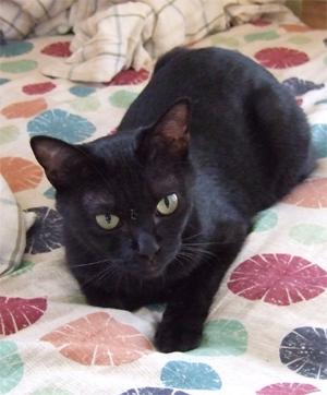 黒猫のチーちゃん 黒猫のチーちゃん
