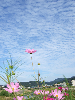 益田川土手から見たうろこ雲。手前にコスモス