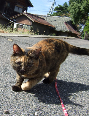ちゃーちゃん正面 ちゃーちゃん正面