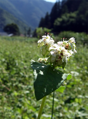 白いそばの花