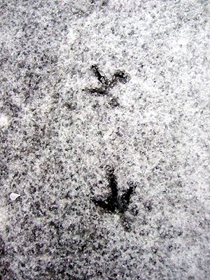 雪の上に残るコサギの足跡
