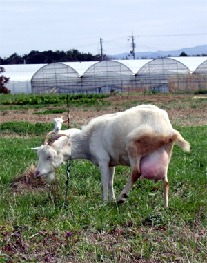 お腹の大きいヤギさん