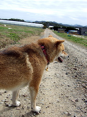 愛想をふりまく部長犬