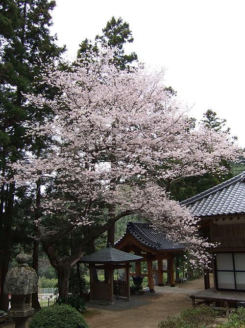 満開の桜