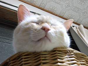 ね、眠たい ね、眠たい