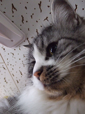 シャーくんの写真 シャーくんの写真