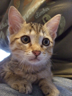 子猫 子猫