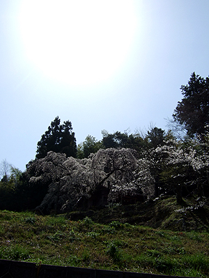 岩栃のしだれ桜