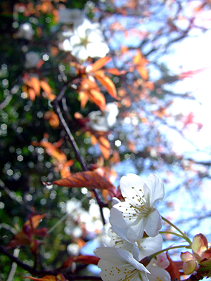 山桜