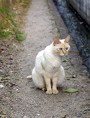 ちびちゃん