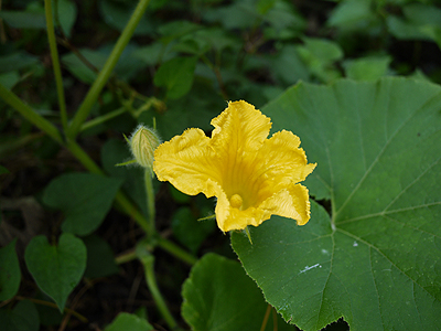 黄色いかぼちゃの花