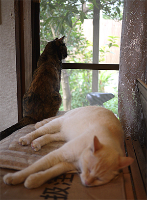 外を見てるちゃーちゃんと、朝寝してるキューちゃん 外を見てるちゃーちゃんと、朝寝してるキューちゃん