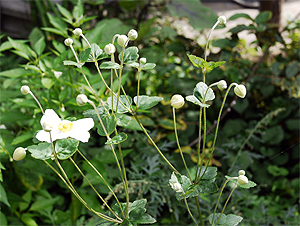 白い花のシュウメイギク