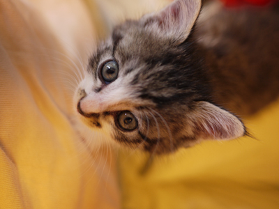 子猫 子猫