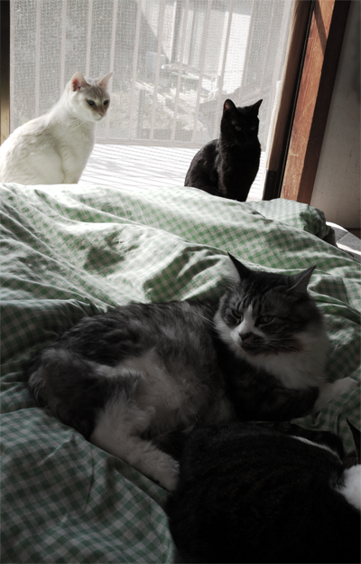 4匹の猫 4匹の猫