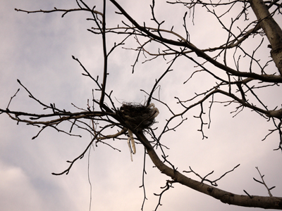 木の枝に鳥の巣