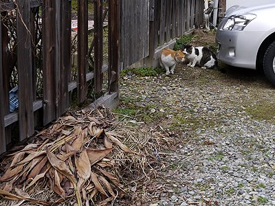 猫けんか中