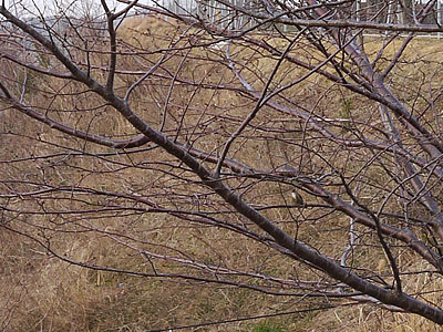 枝の間にコゲラ 枝の間にコゲラ