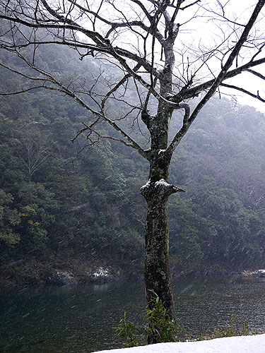 川岸の木と雪の降る様子