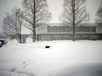 雪原に一人