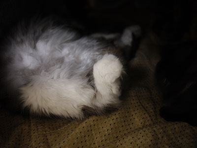 こたつの中の猫 こたつの中の猫