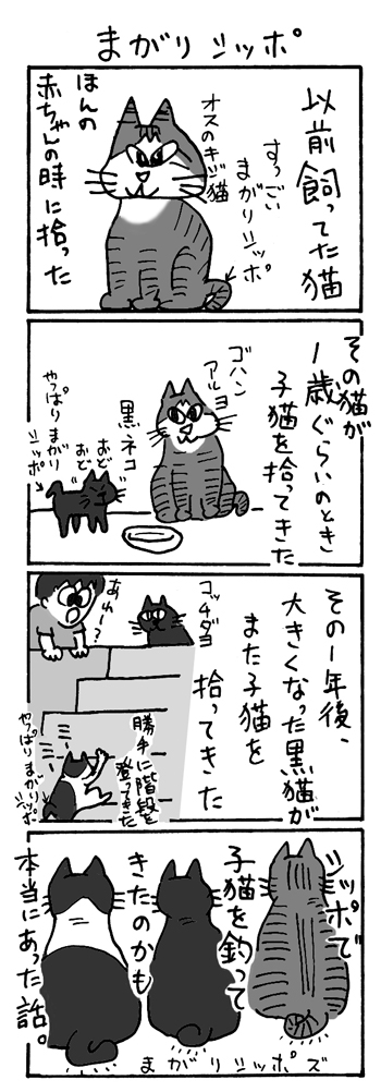 猫が子猫を拾って帰る