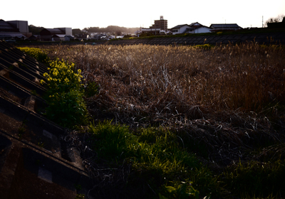 河原の風景