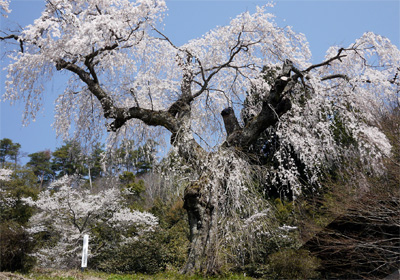 みろく公園のしだれ桜