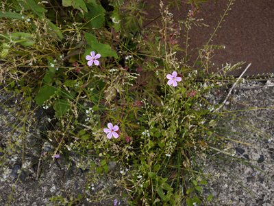 ピンクは何の花かな？