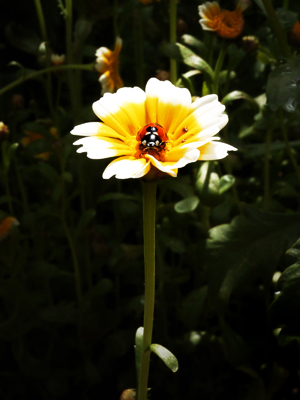 春菊の花とテントウムシ