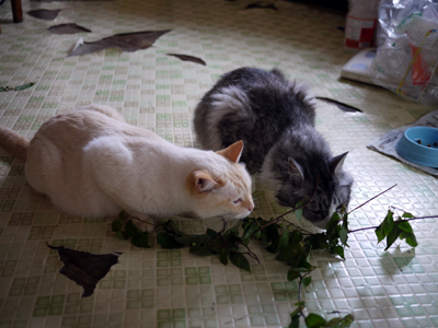 猫にマタタビ 猫にマタタビ