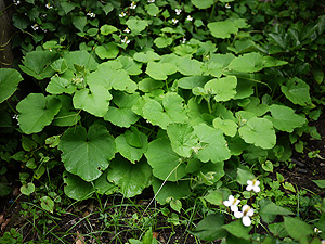 かぼちゃの森