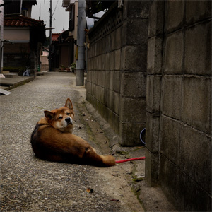 津田犬