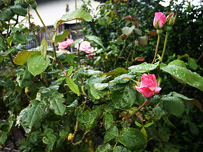 よそんちの薔薇 よそんちの薔薇