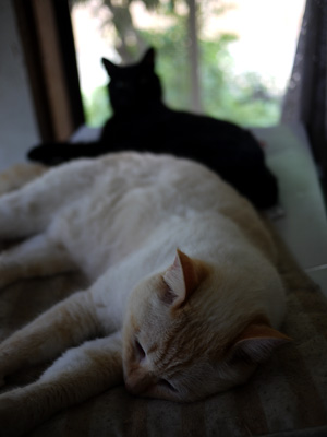 キュー&チー キュー&チー