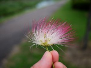 落ちてた合歓の花