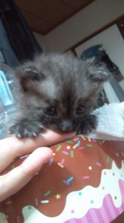 保護した子猫 保護した子猫