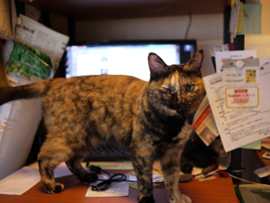 散歩に連れて行け! 散歩に連れて行け!