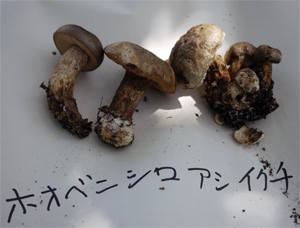 ホオベニシロアシイグチ ホオベニシロアシイグチ