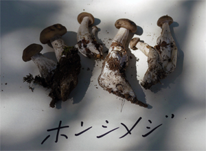 ホンシメジ ホンシメジ