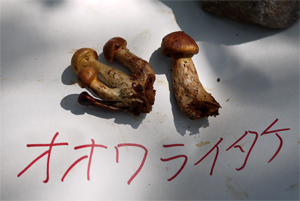 オオワライタケ オオワライタケ