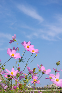 コスモスと空