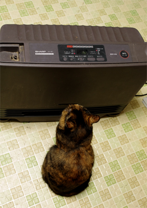 ストーブの守りをするチャーちゃん ストーブの守りをするチャーちゃん