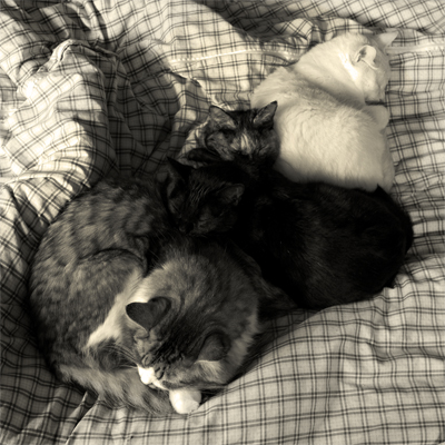 猫4 猫4
