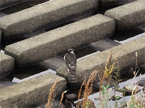 鷹さん