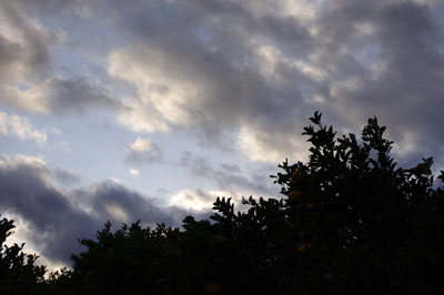 夏ミカンと萩の空